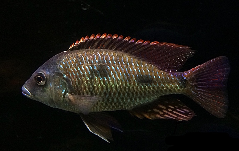 Otopharynx tetrastigma
